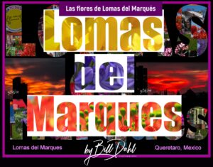 May 2025 – Colorful Flowers in central Mexico