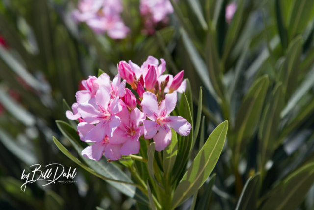 Las Flores de Mayo – 10