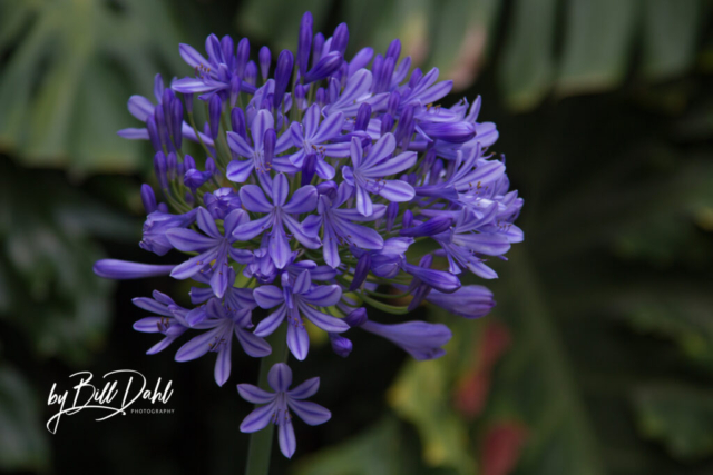 Las Flores de Mayo – 16